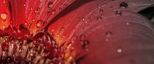 Gerbera Blüte, Glasbild Panorama Angebot – Bild 5
