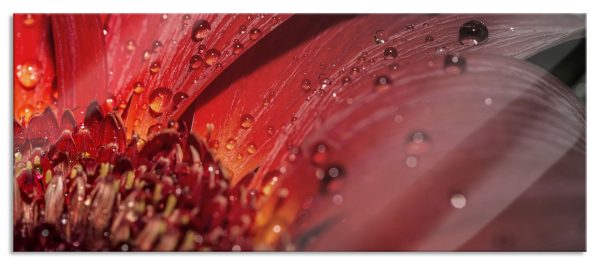 Gerbera Blüte, Glasbild Panorama Angebot